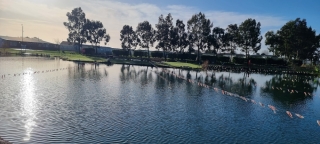 Used Victory Ashberry 2025 13