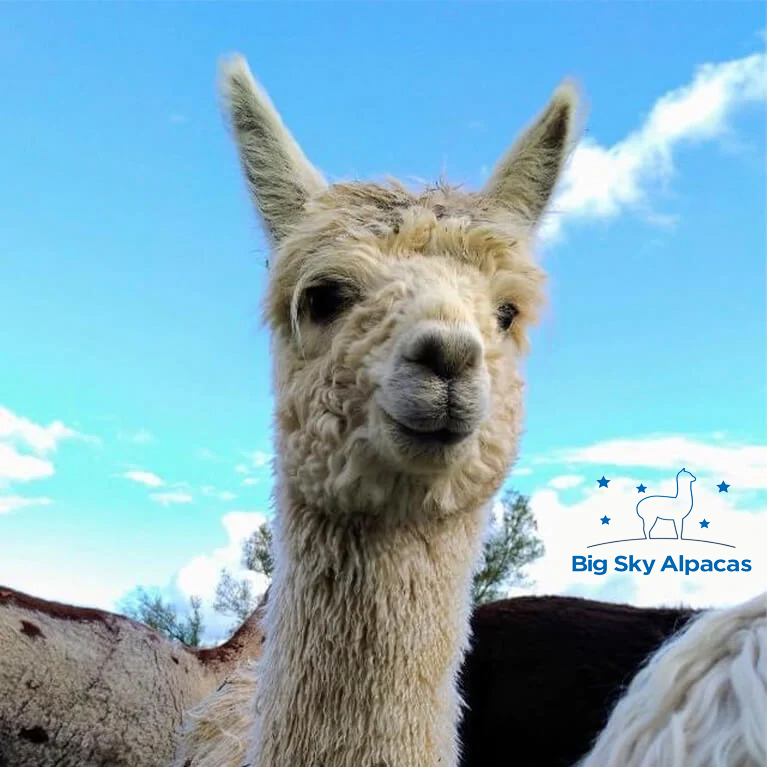 Big Sky Alpacas Live!