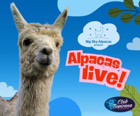 Alpacas Live!!