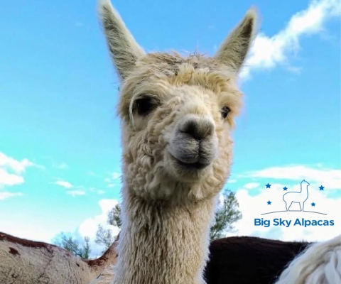 Big Sky Alpacas Live!