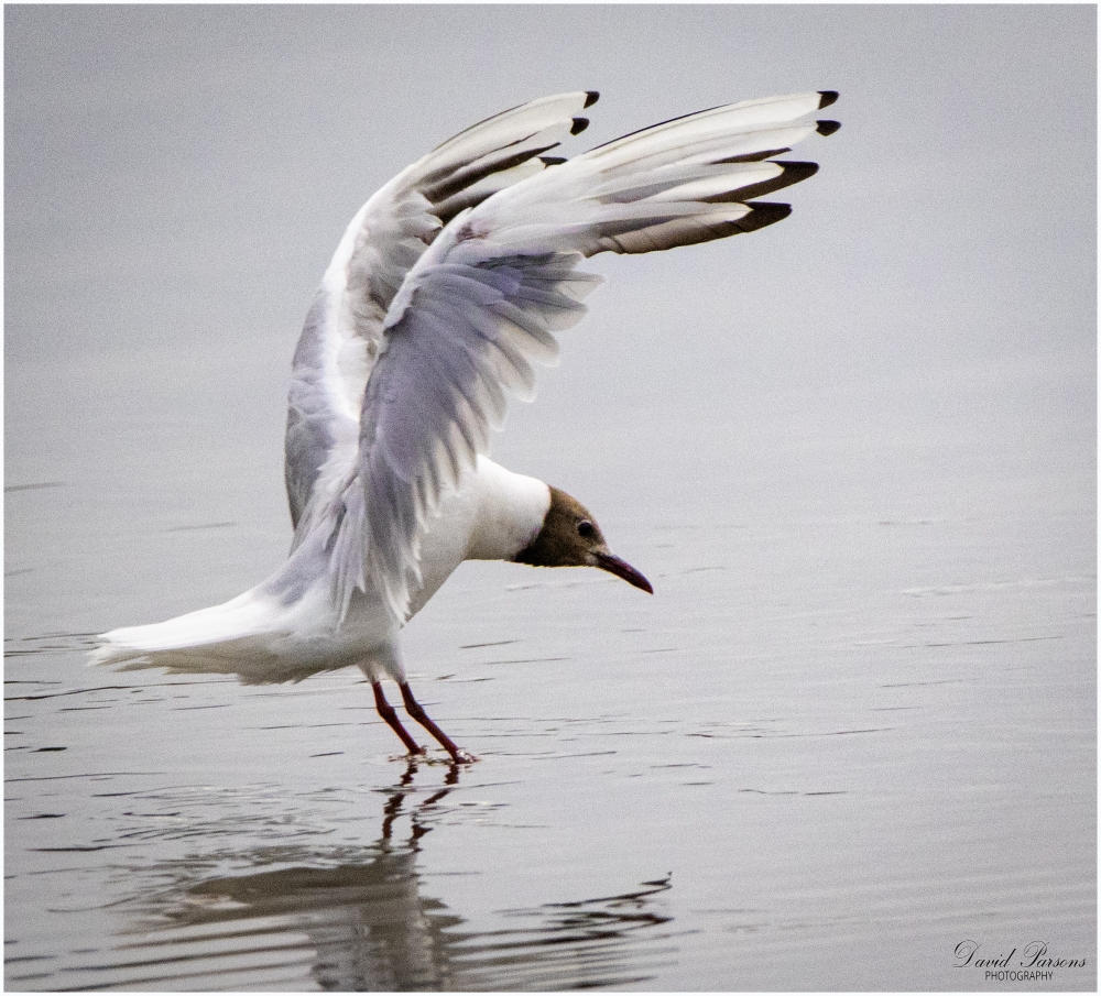 black-headed-gull-wetands