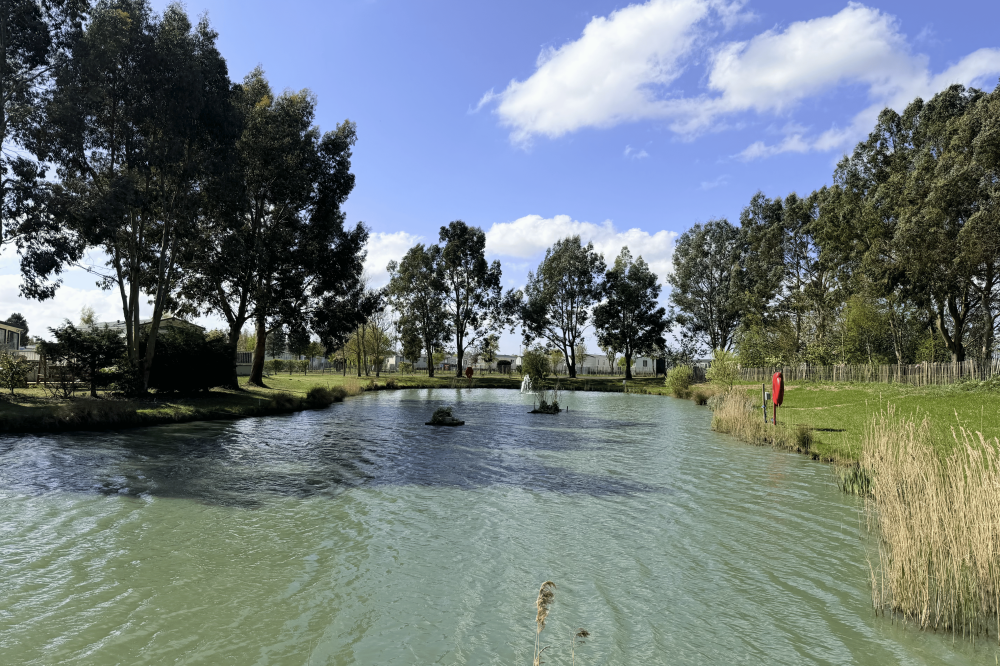 Pine Trees Lake Side Lincolnshire