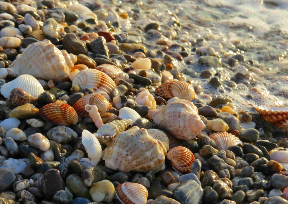 seashells-and-pebbles.jpg