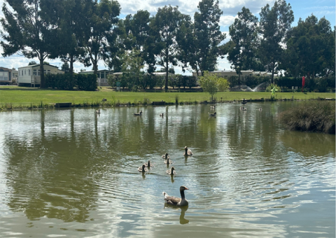 Pine Trees Leisure Park 9