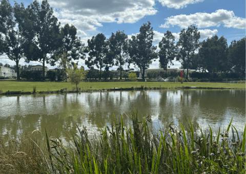 Pine Trees Leisure Park 6