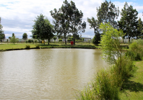 Pine Trees Leisure Park 12