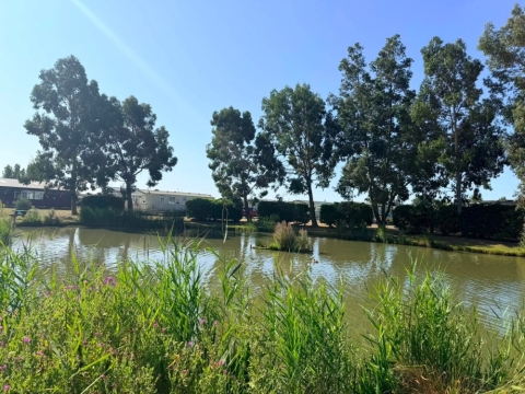 Pine Trees Leisure Park 5