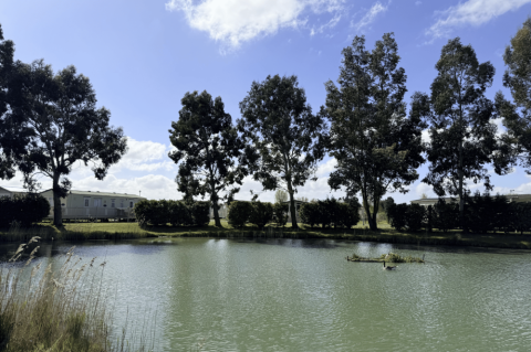 Pine Trees Leisure Park 16