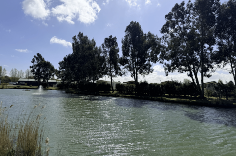 Pine Trees Leisure Park 12