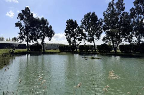 Pine Trees Leisure Park 2