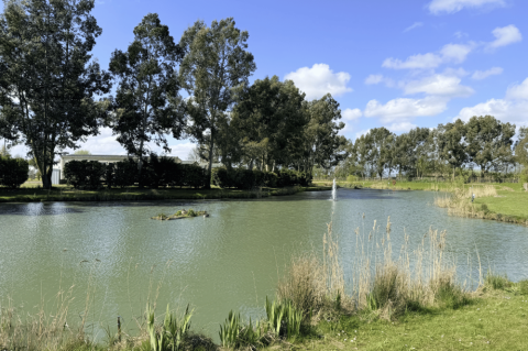 Pine Trees Leisure Park 14