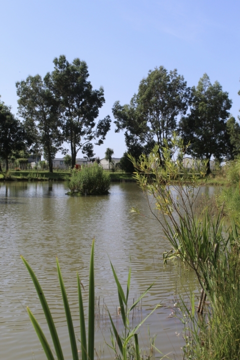 Pine Trees Leisure Park 45