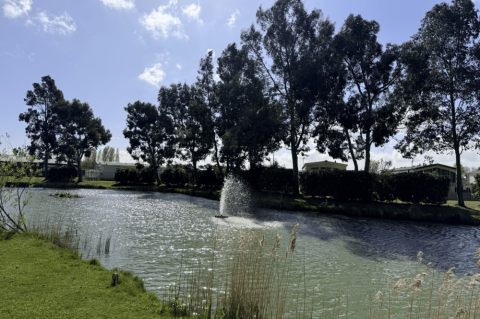 Pine Trees Leisure Park 15